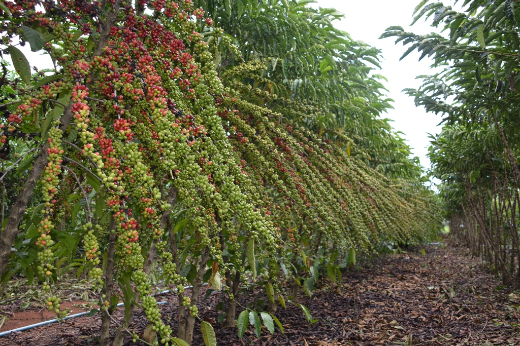 Robustas Amazonicos